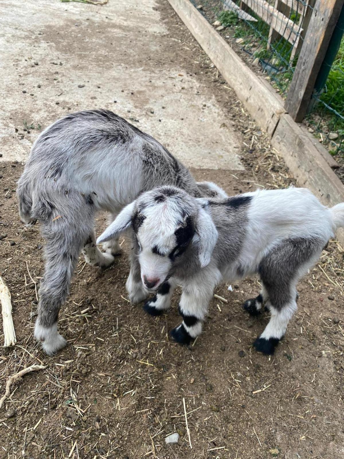 הוילה אימפריה Agriturismo A Ca Du Cappellan מראה חיצוני תמונה